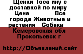 Щенки Тоса-ину с доставкой по миру › Цена ­ 68 000 - Все города Животные и растения » Собаки   . Кемеровская обл.,Прокопьевск г.